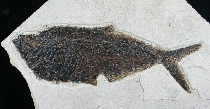 Dark Diplomystus Fossil Fish - Utah #6911